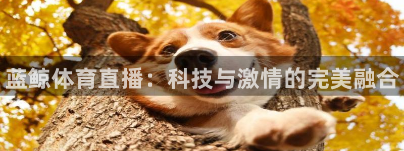 蜘蛛体育直播：蓝鲸体育直播：科技与激情的完美融合